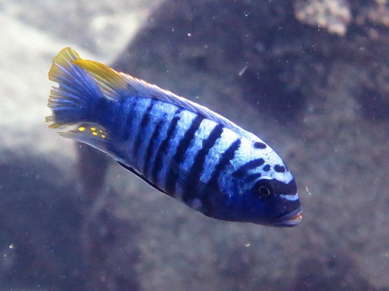 Maylandia zebra 'Likoma Island'